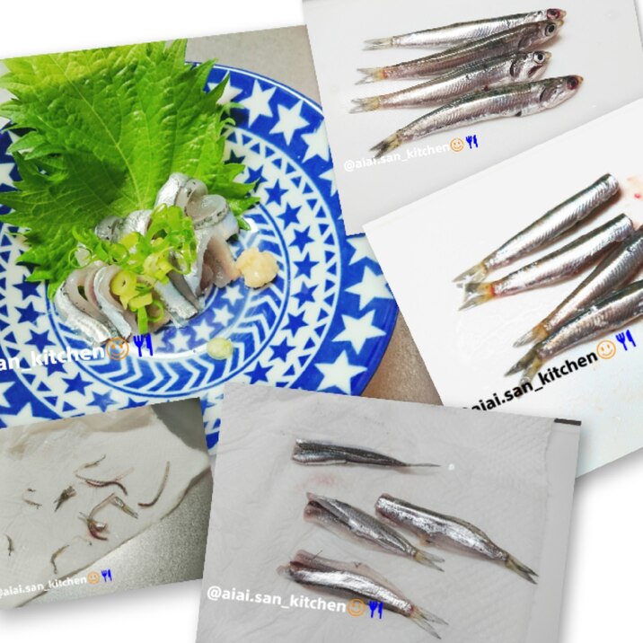 【鰯】海釣り 小イワシ 素手で刺身 カタクチイワシ